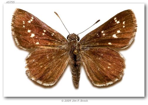 Image of Toltec Roadside-Skipper