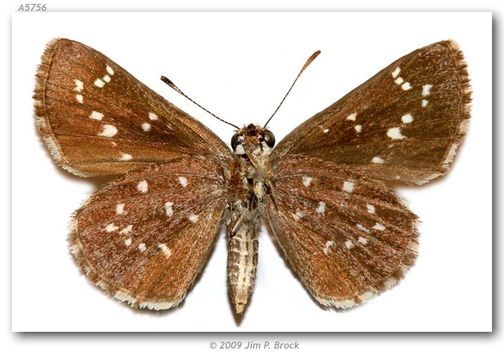 Image of Toltec Roadside-Skipper