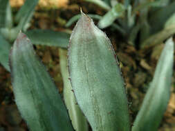 Image of Aechmea triticina Mez