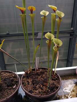 Image of Yellow pitcher plant