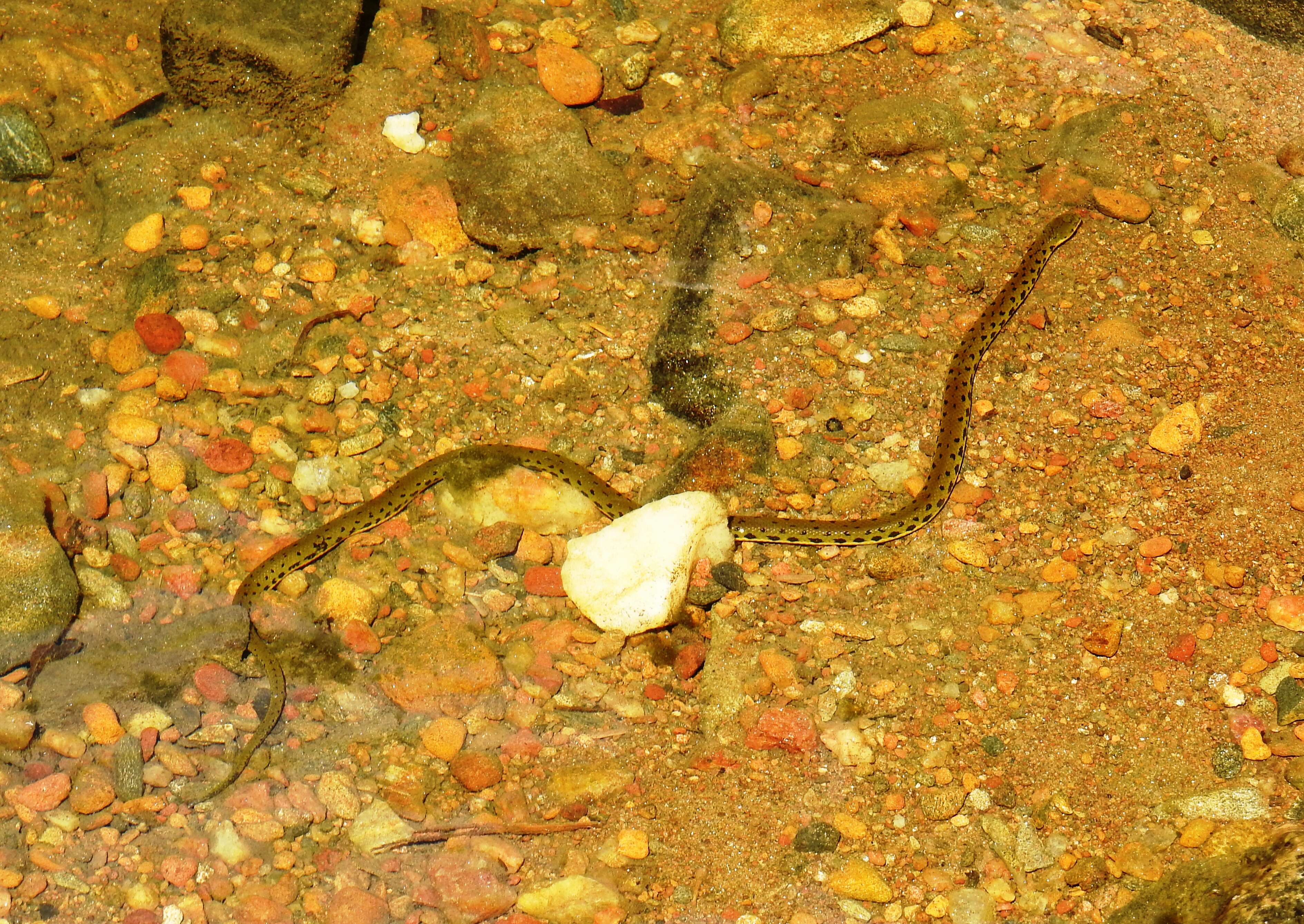 صورة Rhabdops aquaticus Giri, Deepak, Captain & Gower 2017