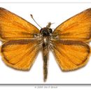 Image of Tropical Least Skipper