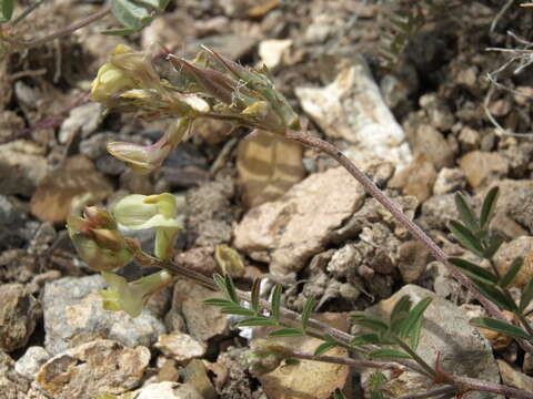 Image of arcane milkvetch