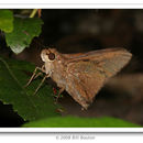 Image of Monk Skipper