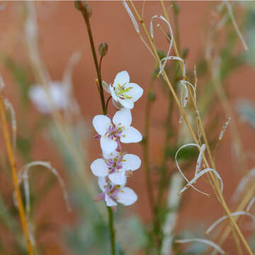 Image of Arabidella trisecta (F. Muell.) O. E. Schulz