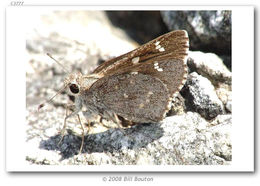 Image of sheep skipper