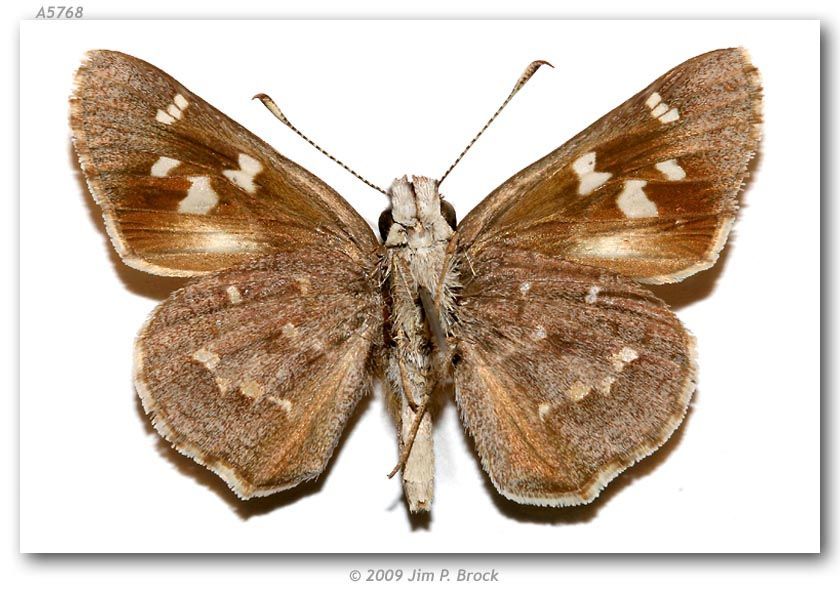 Image of sheep skipper