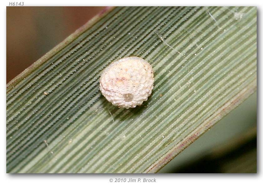 Image of sheep skipper