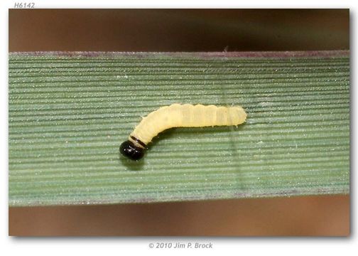 Image of sheep skipper