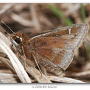 Image of Dusted Skipper
