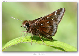 Image of Dusted Skipper