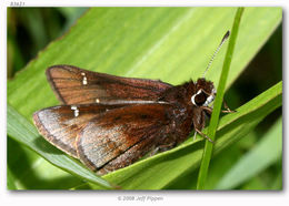 Image of Dusted Skipper