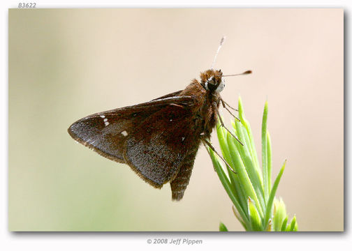 Image of Dusted Skipper