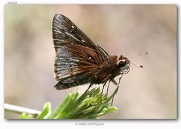 Image of Dusted Skipper