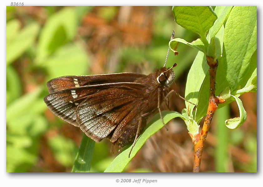 Image of Dusted Skipper