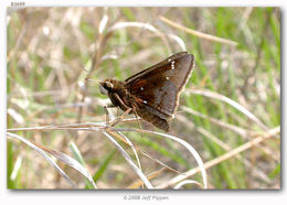 Image of Dusted Skipper