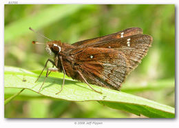 Image of Dusted Skipper