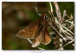 Image of Dusted Skipper