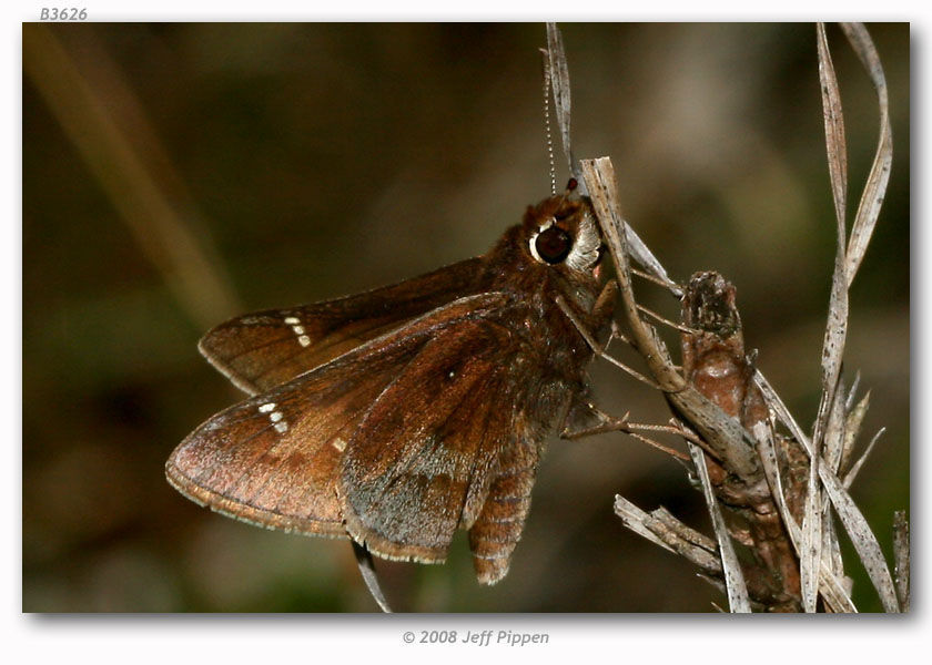 Image of Dusted Skipper