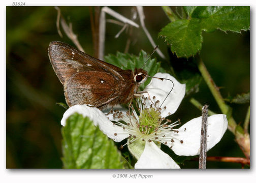 Image of Dusted Skipper