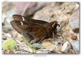 Image of Dusted Skipper