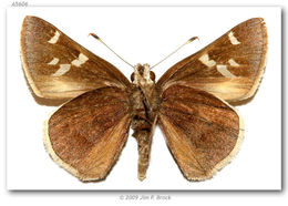 Image of Moon-marked Skipper