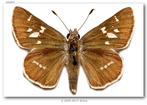 Image of White-barred Skipper