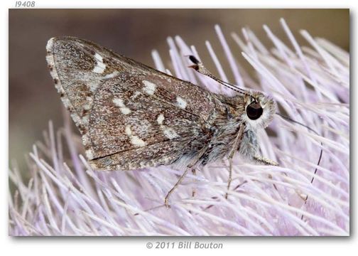 Image of Python Skipper