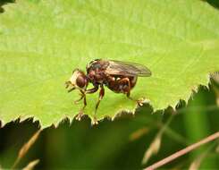 Image of Sicus ferrugineus (Linnaeus 1761)