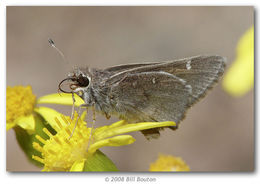 صورة Atrytonopsis vierecki Skinner 1902