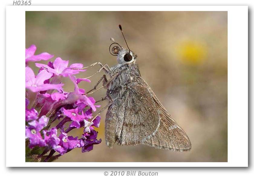 Image of Viereck?s Skipper