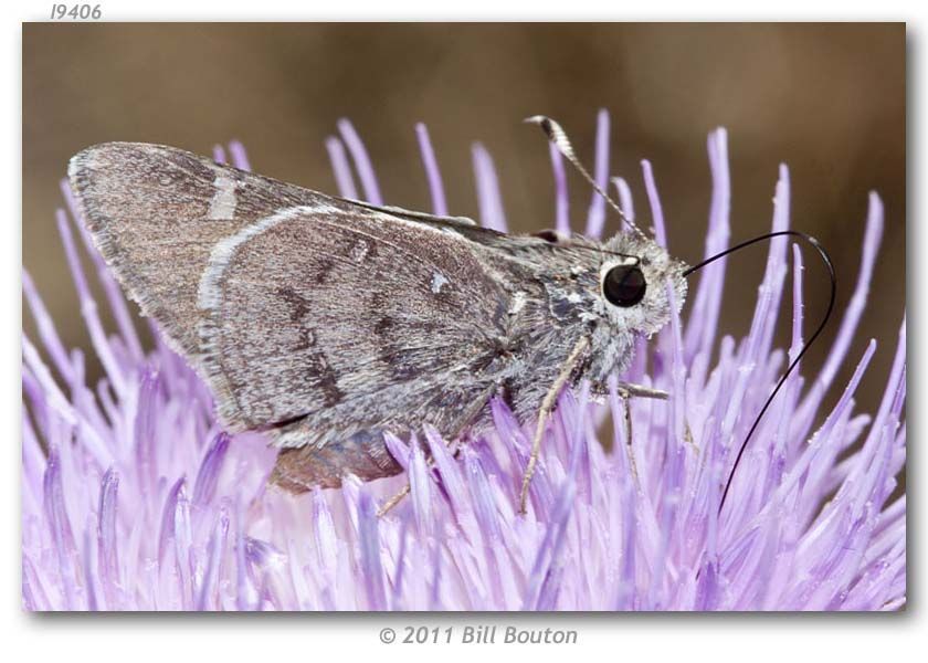 Image of Viereck?s Skipper