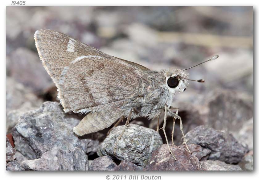 Image of Viereck?s Skipper