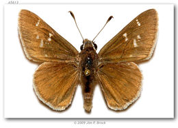 Image of Viereck?s Skipper