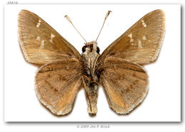 Image of Viereck?s Skipper