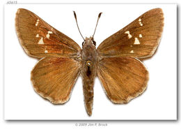 Image of Viereck?s Skipper