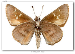 Image of Viereck?s Skipper