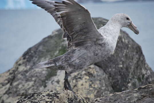 Image of Antarctic Giant-Petrel