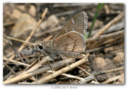 Image of Viereck?s Skipper