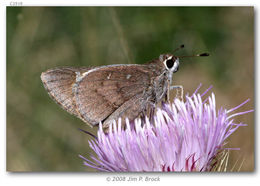 Image of Viereck?s Skipper