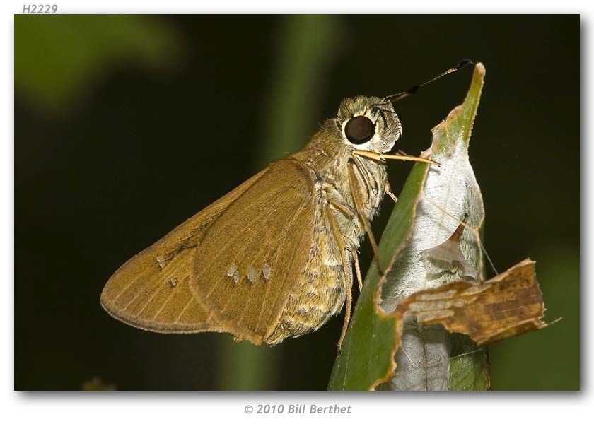 Image of Brazilian skipper