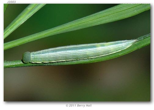 Image of Copaeodes