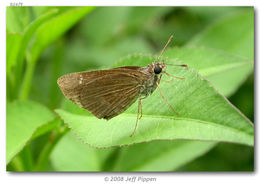 Image of Three-Spotted Skipper