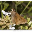 Image of Double-dotted Skipper