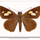 Image of Banana Skipper