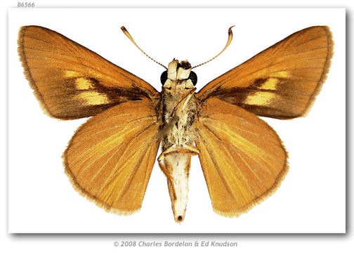 Image of Bay Skipper