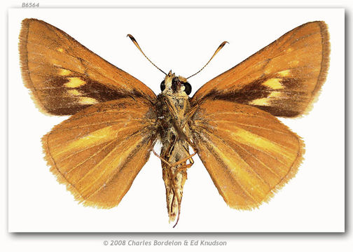 Image of Bay Skipper