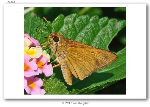 Image of Bay Skipper