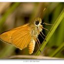 Image of Berry's Skipper