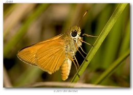 Image of Berry's Skipper